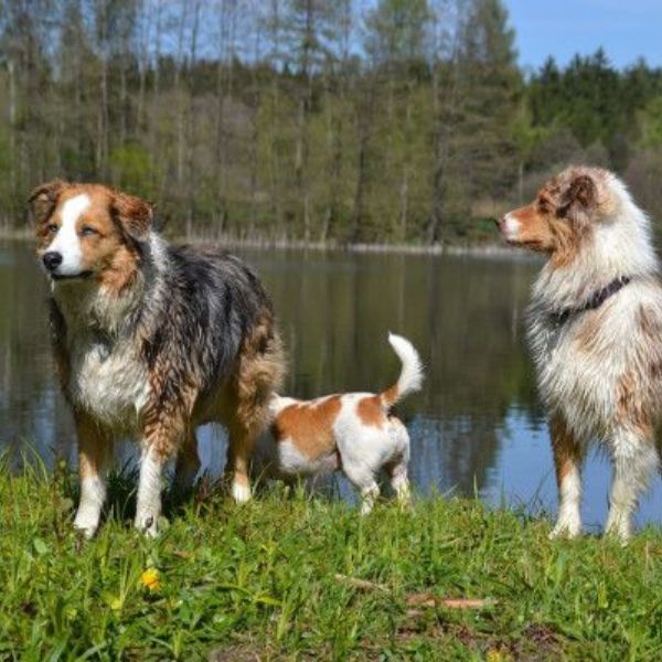 Achtung Vergiftungsgefahr durch Dngemittel bei dem Hund