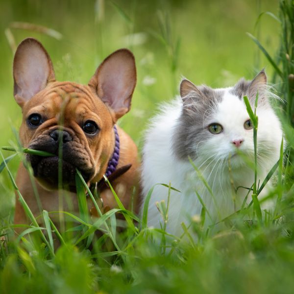 Giftige Pflanzen fr Hunde und Katzen