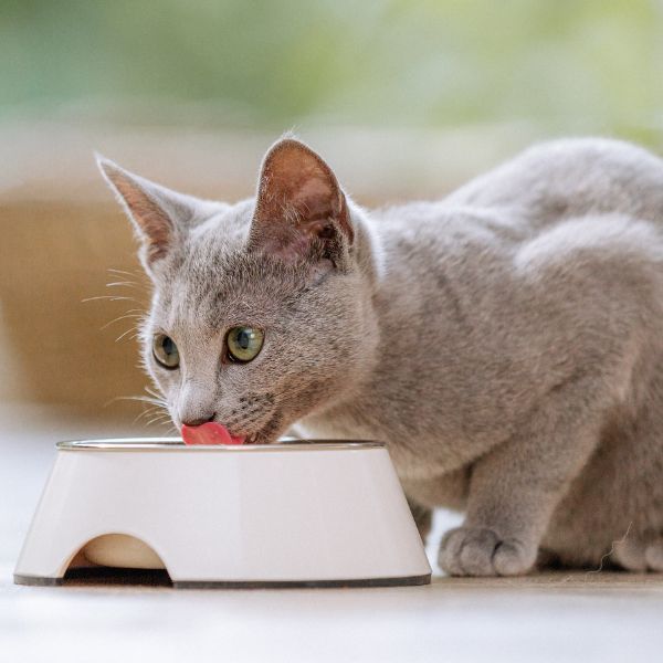 Diabetes bei Katzen - Ratgeber rund um das Thema